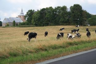 Okser ved Oksenvad Kirke, 2018