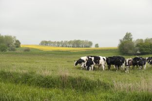 Kvier ved Nørreåen, maj 2019